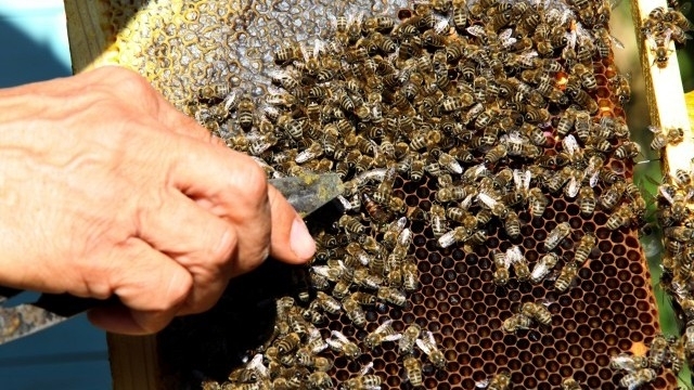 Среща на пчелари с проф Калинка Гургулова се проведе в