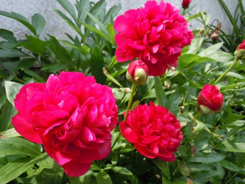 В активния сезон за бране на билки текат масови проверки