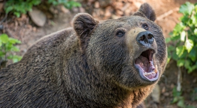 Френският композитор Жулиен Готие който пътува до канадска Аляска като