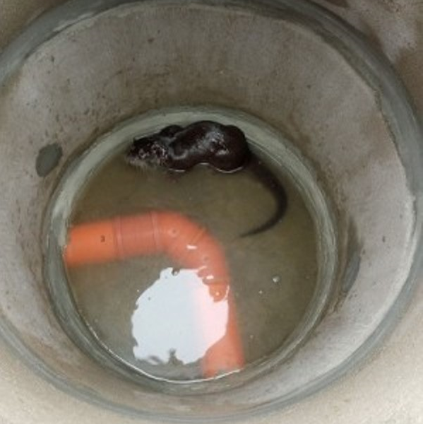 Експерти от РИОСВ Монтана извадиха видра от шахта съобщиха от екоинспекцията
В