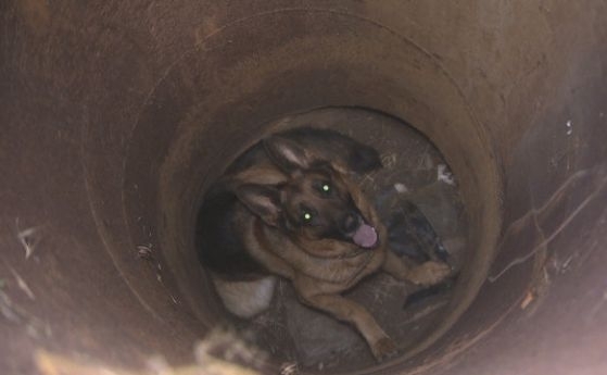 Пожарникари от Видин спасиха куче паднало в шахта съобщиха от