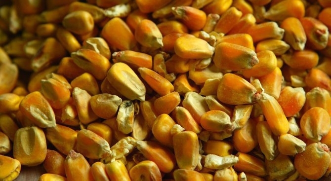 Служители на реда са хванали апаш от монтанското село Доктор