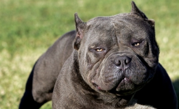 Питбули нападнаха дете в столичния квартал Манастирски ливади Майката призова