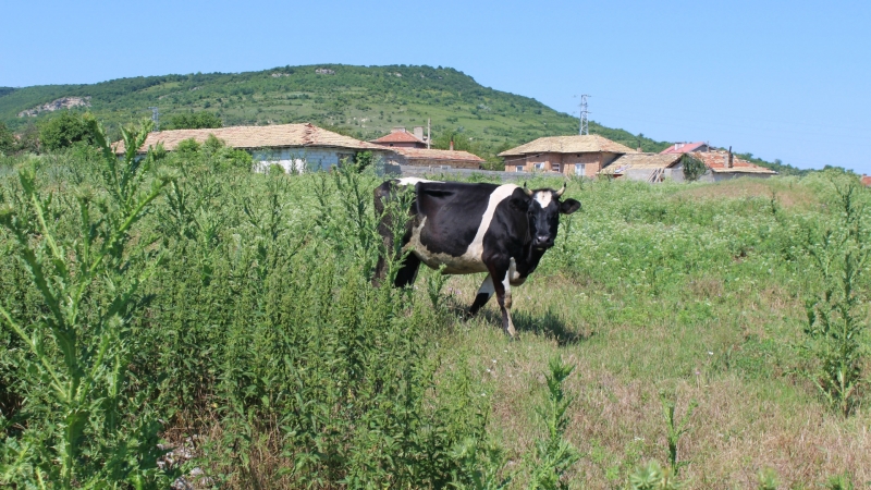 Фермер от Шотландия направи предложение за женитба използвайки една от