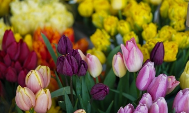 Aстрономическата пролет тази година настъпва утре на 20 март в