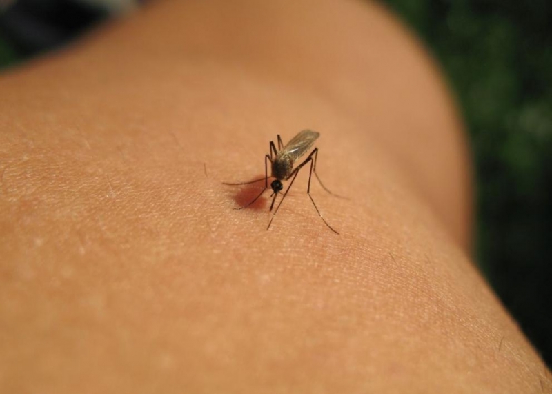 Първи случай на Западнонилска треска в България за тази година