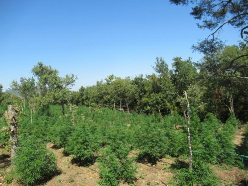 Около 320 канабисови растения с общо тегло над един тон са открити на 21