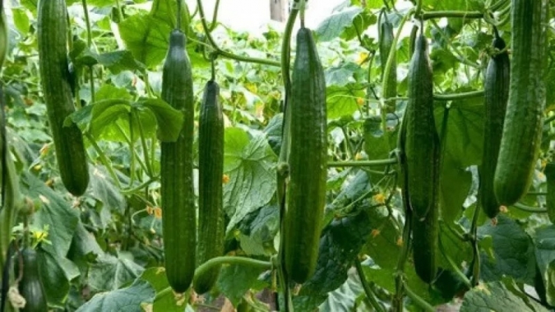 Българските оранжерийни краставици поскъпнаха с 2 през миналата седмица и