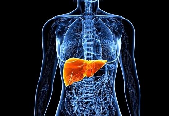 Един от най важните органи в нашето тяло е черният дроб