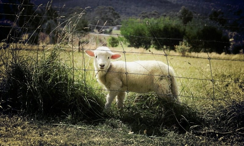 Криминално проявен мъж е откраднал агне и пуйка от дома