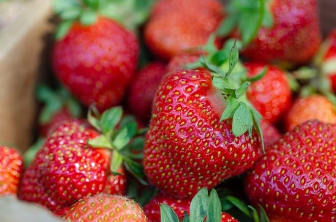 Слаба реколта на ягоди очакват производителите от района на Кресна.
Скъпи