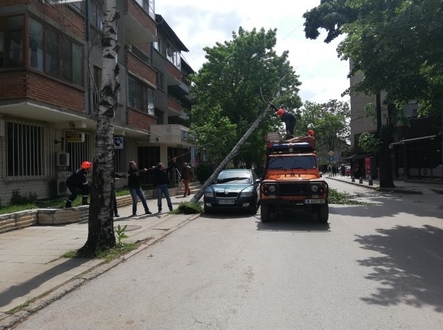 Дърво падна върху кола в центъра на Монтана научи BulNews bg