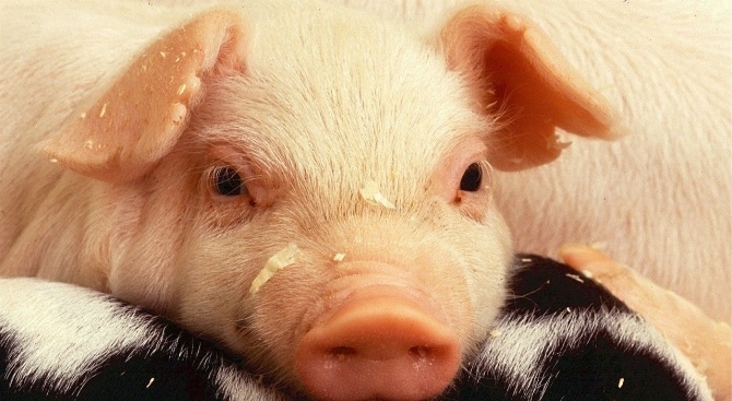 Започва унищожаването на над 40 000 прасета от новооткритите 4