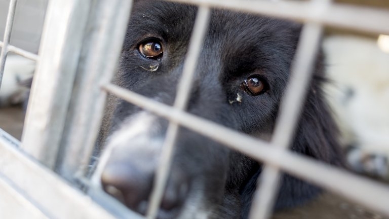 Пожар избухна във ветеринарна клиника в столичния кв Овча купел
