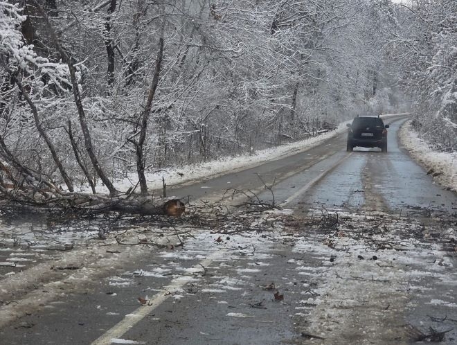 Дърво пречи на движението на пътя Чирен Враца научи агенция
