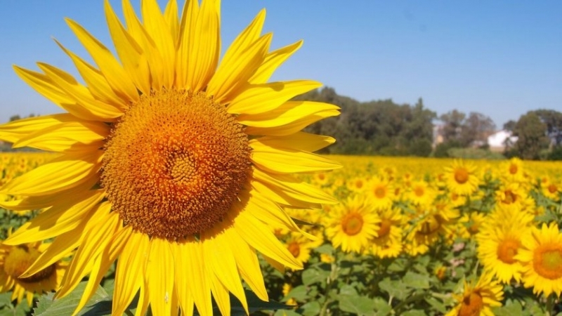 Рекордно ниски температури за месец юли са отчетени тази сутрин