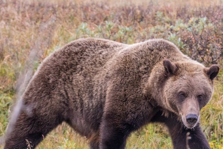 Жителите му за пръв път стават свидетели на подобно похождение