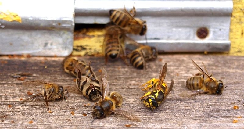 Кошери с пчели са били унищожени в монтанското село Владимирово