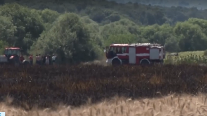 Стотици декари неожъната пшеница изгоряха край димитровградското село Добрич  
Огънят тръгнал