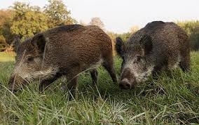 81 проби от диви свине отстреляни в Монтанско от началото