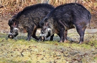 Около 400 000 прасета са умъртвени в Румъния заради болестта