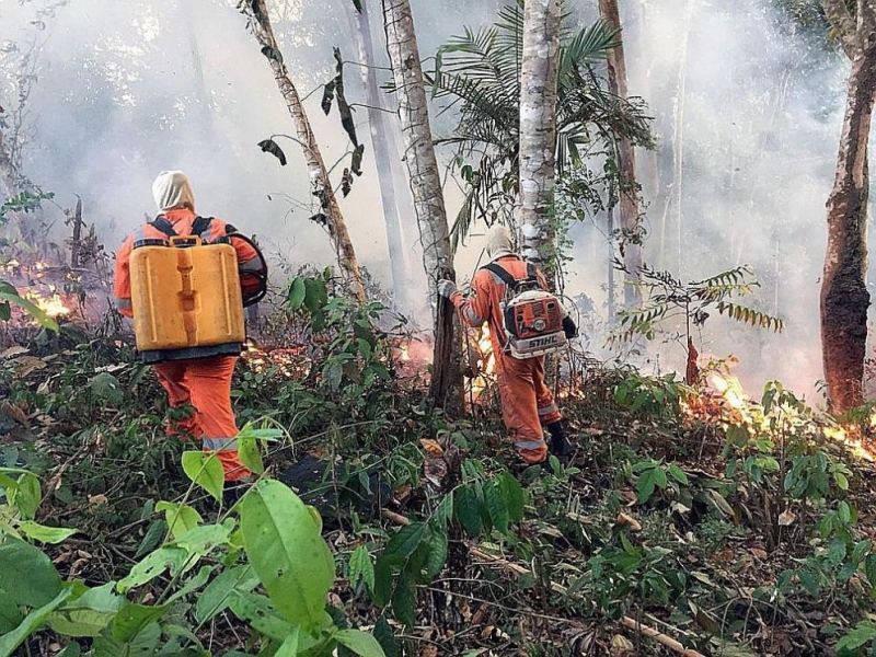 Бразилски военни самолети започнаха да обливат с вода горящите тропически гори в щата