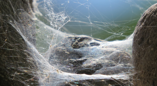 Гигантска паяжина покри плаж на остров в Гърция Тя е