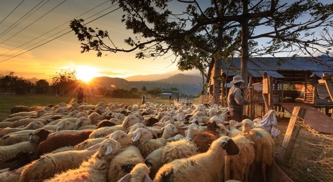 Ветеринарният лекар за стадото в Болярово ще бъде сменен за