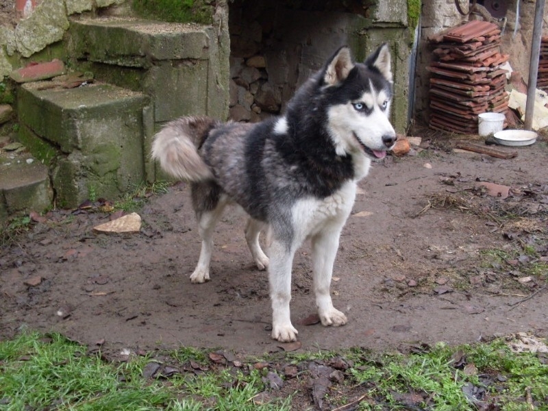 11 годишно момче е било нахапано от домашно куче в село