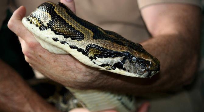 Гладен питон се промъкнал в стаята на Нелия Схиперс докато