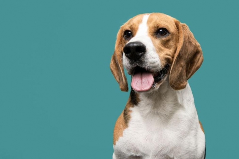 Петгодишно дете е пострадало след нападение от домашното куче на