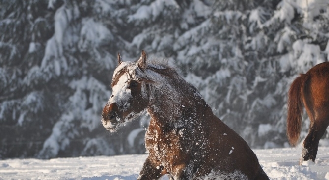 Районната прокуратура в Кюстендил внесе обвинителен акт срещу фермера Петър Пищелов