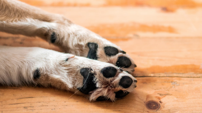 Бандити убиха домашно куче и опоскаха къща във Врачанско задържани