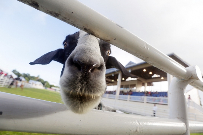 Козите могат да различават различни човешки изражения и предпочитат усмихнатите
