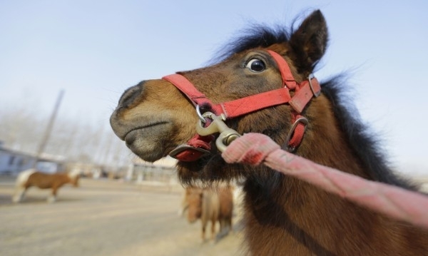 Мъж изрева на полицията че някой е откраднал коня му