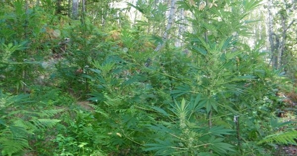 Над 13 кг канабис иззеха служители на полицейските управления в