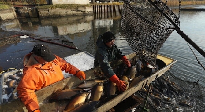 От днес Българската агенция по безопасност на храните БАБХ започна