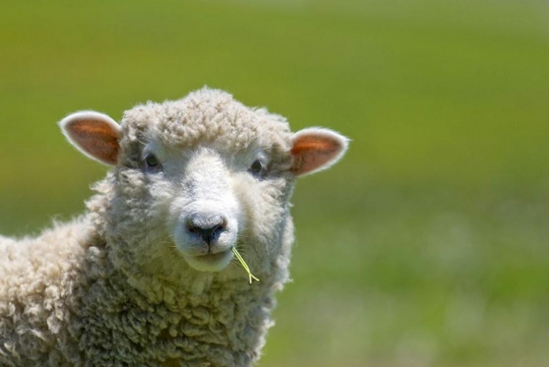 Новозеландец сложи пластмасов стол върху овца която иска да продаде и я описа като косачка