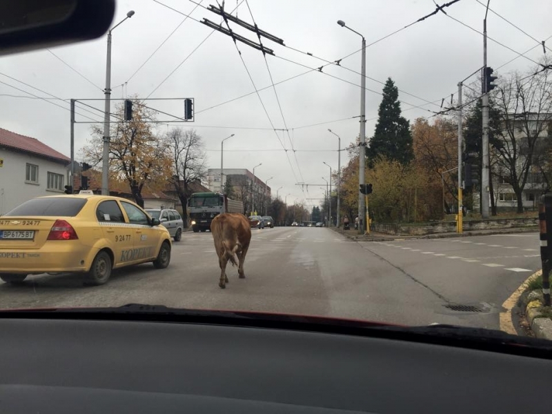 Луда крава взе на абордаж улиците на европейска Враца видя