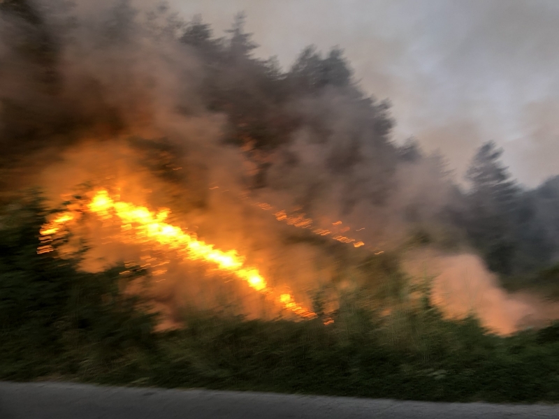 1 000 декара гора и сухи храсти и треви изгоряха