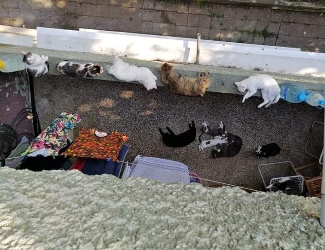 Съседска война се разиграва в Монтана заради кучета и котки