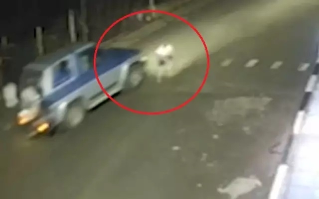 Установен е автомобилът с който беше прегазено ловното куче в