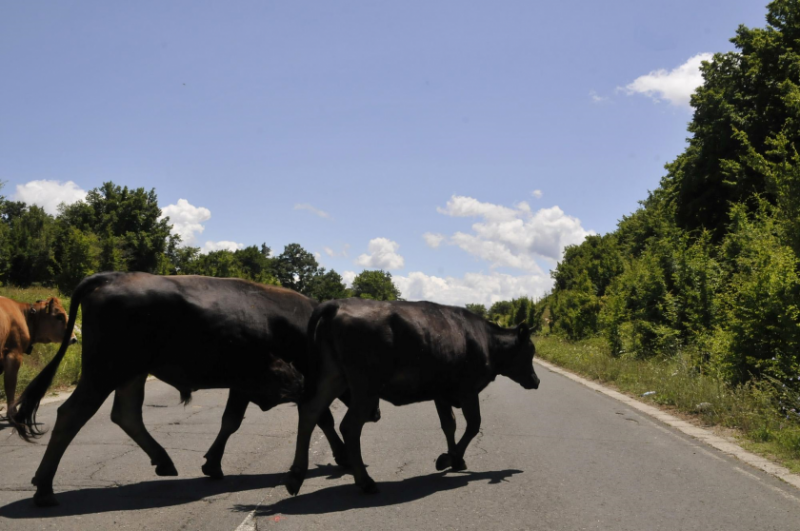 Фермери точат евросредства с животни фантоми съобщава lupa bg По време