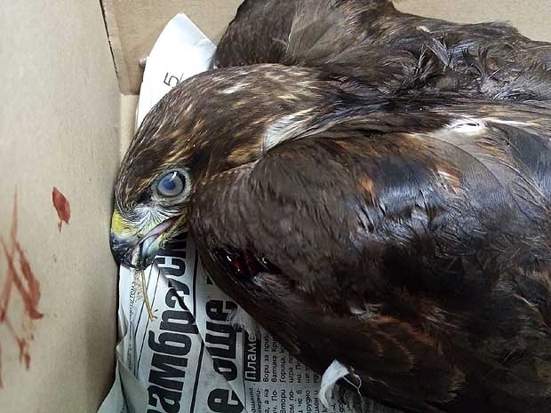 Експерти от РИОСВ-Враца спасиха птица от защитен вид