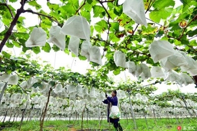 Китай се очаква да стимулира зеленото развитие на земеделския сектор
