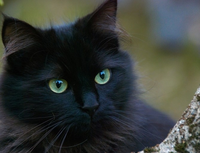 Котката Лили която потънала вдън земя преди 10 години се