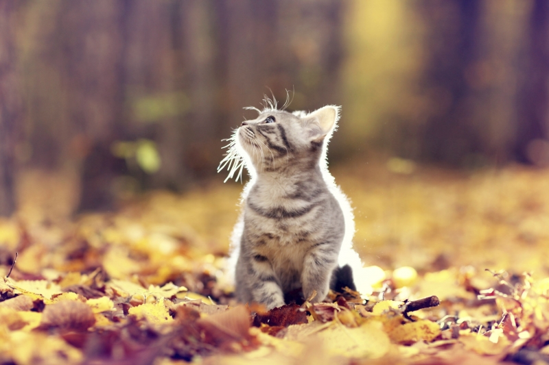 И през следващото денонощие времето остава без съществена промяна В равнините