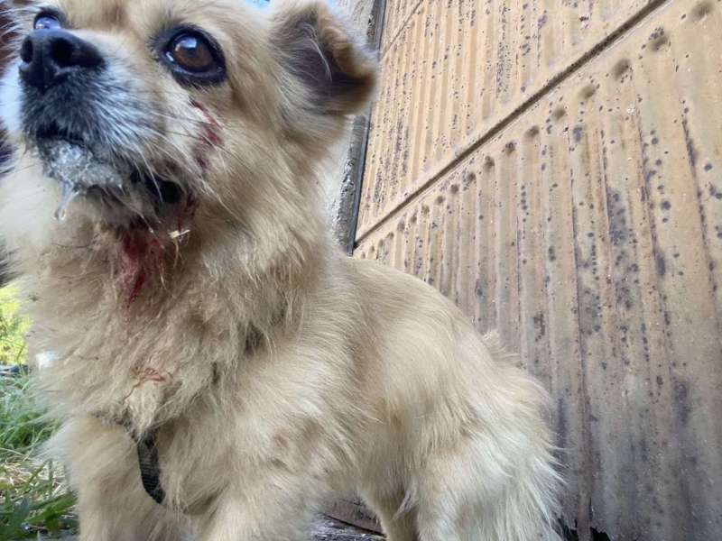 Агресивен питбул нападна млада жена с кучето ѝ във Враца