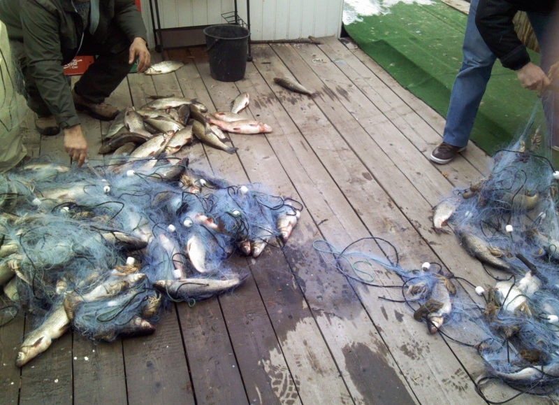 Инспектори и полицаи сгащиха в крачка рибари с незаконен улов