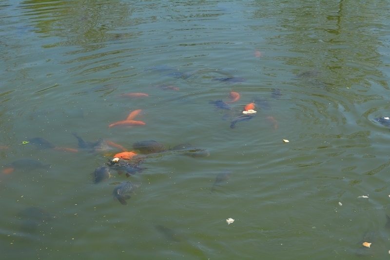 Проект по pрограмата за трансгранично сътрудничество България Сърбия 2014 2020